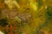 Рецепт. Щи из кислой капусты