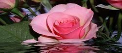 Статья. Розовая вода, как сделать розовую воду, розовая вода приготовление Статья. Розовая вода, как сделать розовую воду, розовая вода приготовление