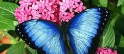 Статья. Притча урок бабочки, психологические притчи о любви и жизни